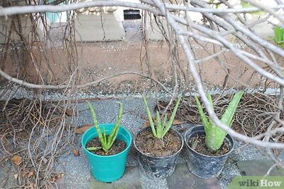 How to Plant Aloe Vera