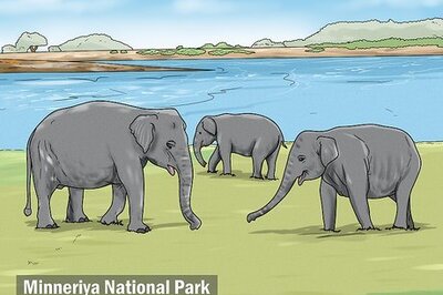 How to See Elephants in Sri Lanka