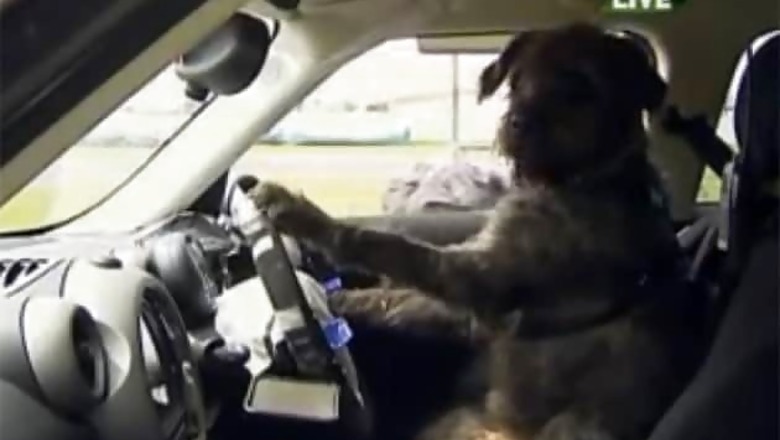 Meet Monty, a dog who can be your designated driver