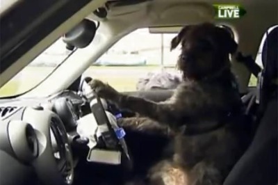 Meet Monty, a dog who can be your designated driver