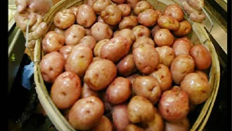 Russia: Activists plant potatoes in potholes in protest