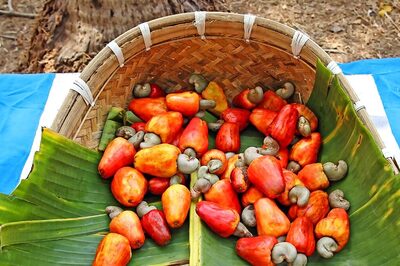 ‘Goan Cashew Should Be Protected’: Local Party Demands GI Tag for Nut After Decline in Production