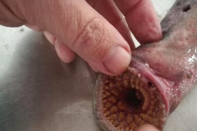Parasitic Sea Lamprey, Believed To Have Gone Extinct, Spotted On Netherlands Beach