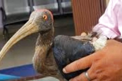 Bokaro Forest Department Rescues Injured Rare Breed Red-naped Ibis Bird