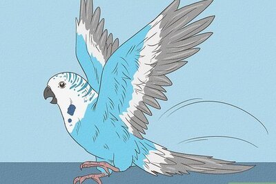 How to Understand Your Bird's Body Language
