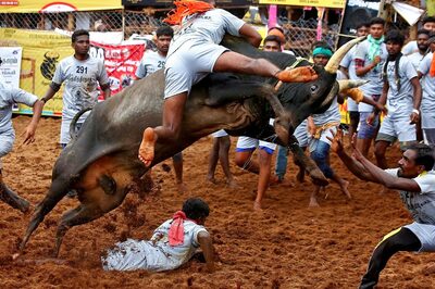 Jallikattu Row: Supreme Court Reserves Verdict on Batch of Pleas Against Bull-taming Sport