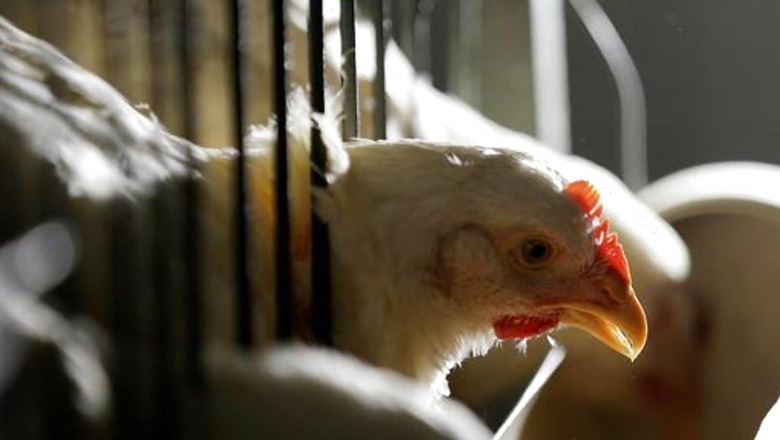 K'taka: 7 Bajrang Dal Members Held over Attack on Chicken Stall Owner as Halal Meat Row Gains Steam