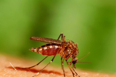 Maharashtra Witnesses 5-year High in Chikungunya Cases, Over 2,000 People Infected Till October