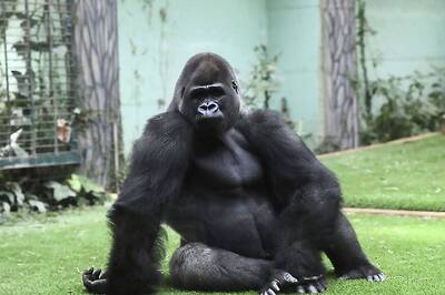 Gorilla Triggers Panic After Fleeing From London Zoo