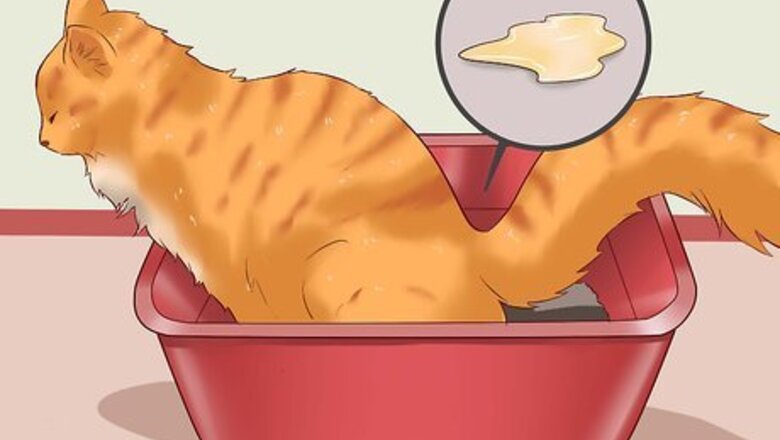 How to Cure a Cat of Constipation