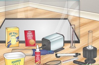 How to Raise Brine Shrimp