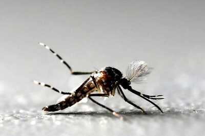 Third Victim Succumbs to Mosquito Borne EEE in Connecticut
