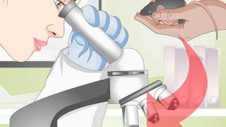 How to Treat Pinworms in Mice