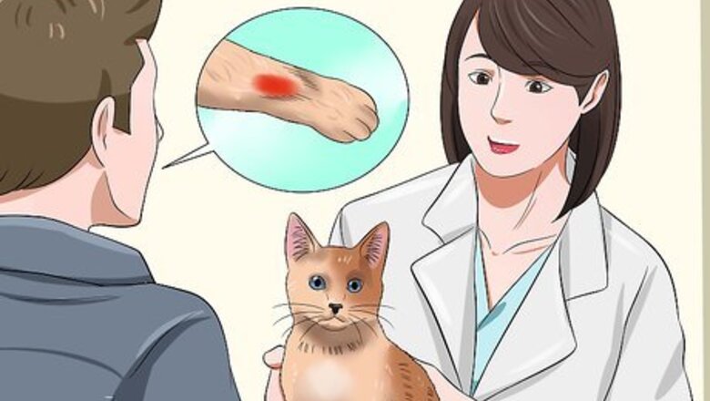 How to Treat Anemia in Cats