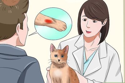 How to Treat Anemia in Cats