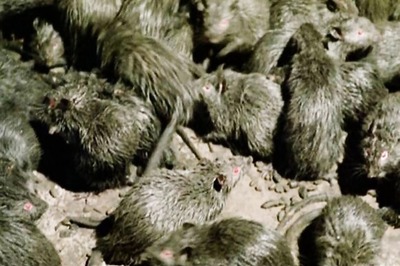 Hantavirus Kills Man in China; Here's What You Should Know About This Disease