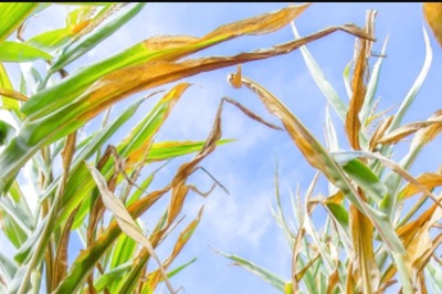 Prez Murmu, PM Modi Greet People of Odisha on 'Nuakhai' Harvest Festival
