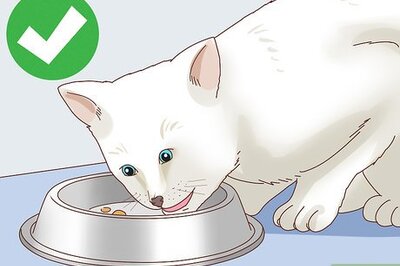 How to Check Blood Sugar of a Cat