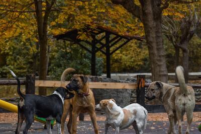 Chennai: Stray Dog Beaten to Death for Biting 29 People Who Tested 'Positive' for Rabies