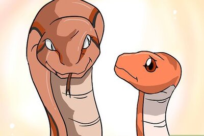 How to Choose Your First Pet Snake