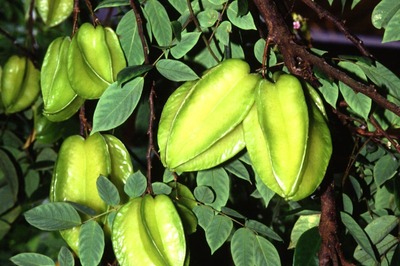 Discover the Benefits of Star Fruit Which Includes Weight Loss and Much More