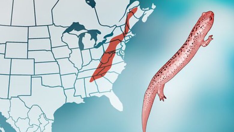 How to Find Salamanders