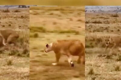 Watch: The Nerve-Racking Moment When Lioness Snatched Prey From Cheetah’s Jaws