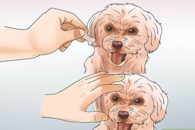 How to Train Goldendoodles