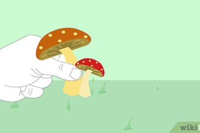 How to Kill Mushrooms
