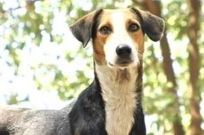 Rs 200-cr plan to neuter 8 mn stray dogs out