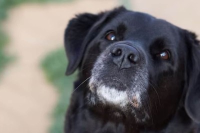 Man Takes Abandoned Puppy Home, What Happens Next Will Shock You