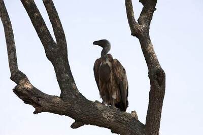 Over 500 Critically Endangered Vultures Die in Botswana After Eating Poisoned Elephant Carcasses
