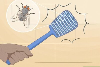 11 Effective Ways to Kill Flies inside Your Home