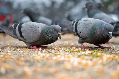 Pigeon With 'Message' for PM Narendra Modi Taken into 'Custody'