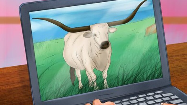 How to Identify Texas Longhorn Cattle
