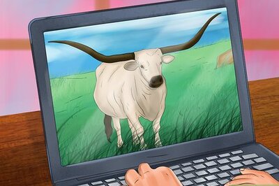 How to Identify Texas Longhorn Cattle
