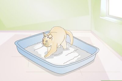 How to Keep Cat Litter from Tracking