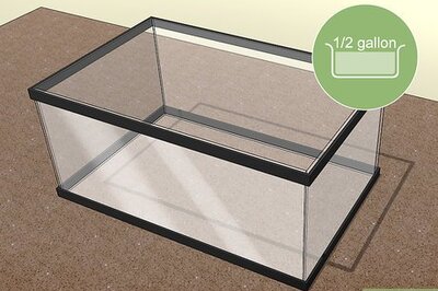 How to Keep Leeches As Pets