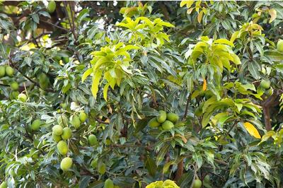 Project One Tree: Peepal To Banyan, Indian Trees That Produce the Most Oxygen