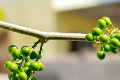 5 Herbs That Work Like Magic In Maintaining Your Blood Sugar Level