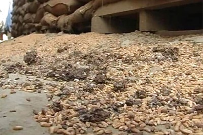 Must end tokenism, time to convert threat into opportunity in agriculture sector