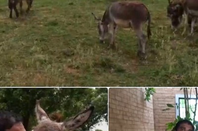 Tamil Nadu Man Earns Rs 3.5 Lakh A Month Through Donkey Farming