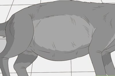 How to Diagnose Liver Disease in Older Dogs