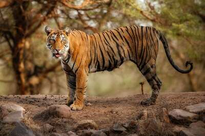 Corbett Has Highest Number of 231 Tigers; 3 Reserves in Mizoram, Bengal & Jharkhand Have None: Report