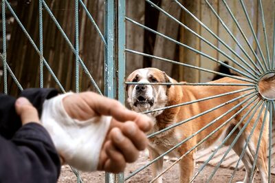 Dog-Bite Cases Almost Doubled Since 2021, India Saw 350 Victims Per Hour in 2023