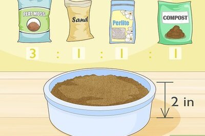 How to Grow Arugula Microgreens