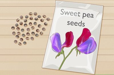 How to Grow Sweet Peas