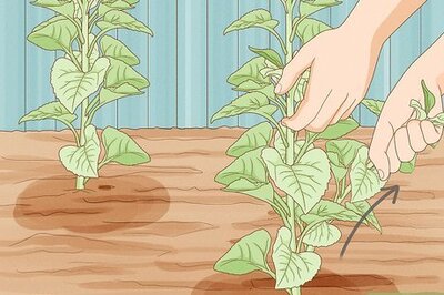 How to Get Rid of Sunflowers