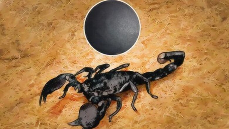 How to Identify an Emperor Scorpion