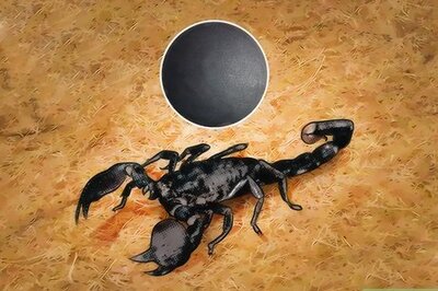 How to Identify an Emperor Scorpion